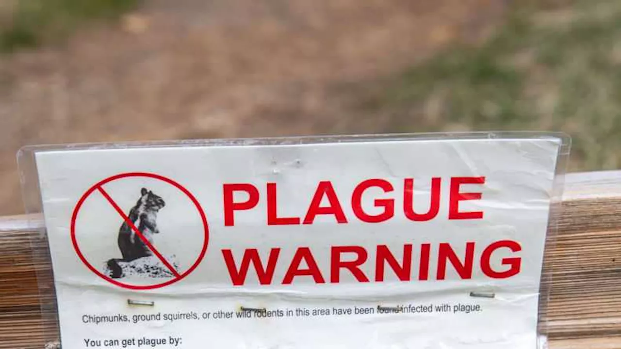 Plague is among the deadliest bacterial infections in human history. Cases still happen today