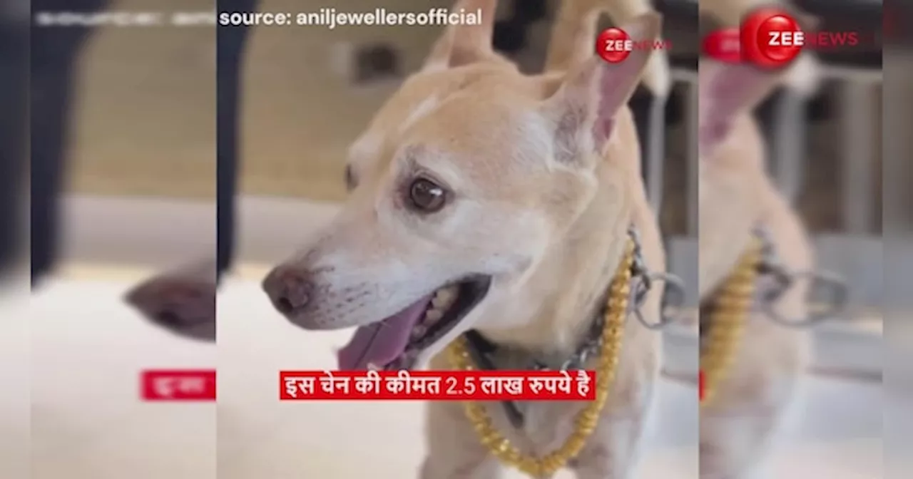 ये है असली Pet Lover! महिला ने अपने पालतू कुत्ते को गिफ्ट की 2.5 लाख की गोल्ड चेन, लोग बोले बहुत किस्मत वाला है