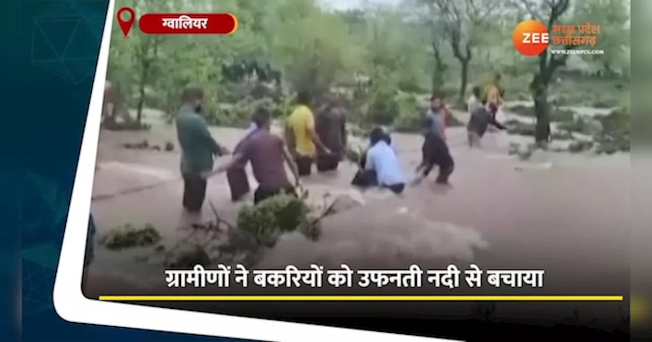 Viral Video: ग्वालियर में नदी के उफान में फंसी 50 बकरियां, लोगों ने जान जोखिम में डालकर बचाया, देखें वीडियो