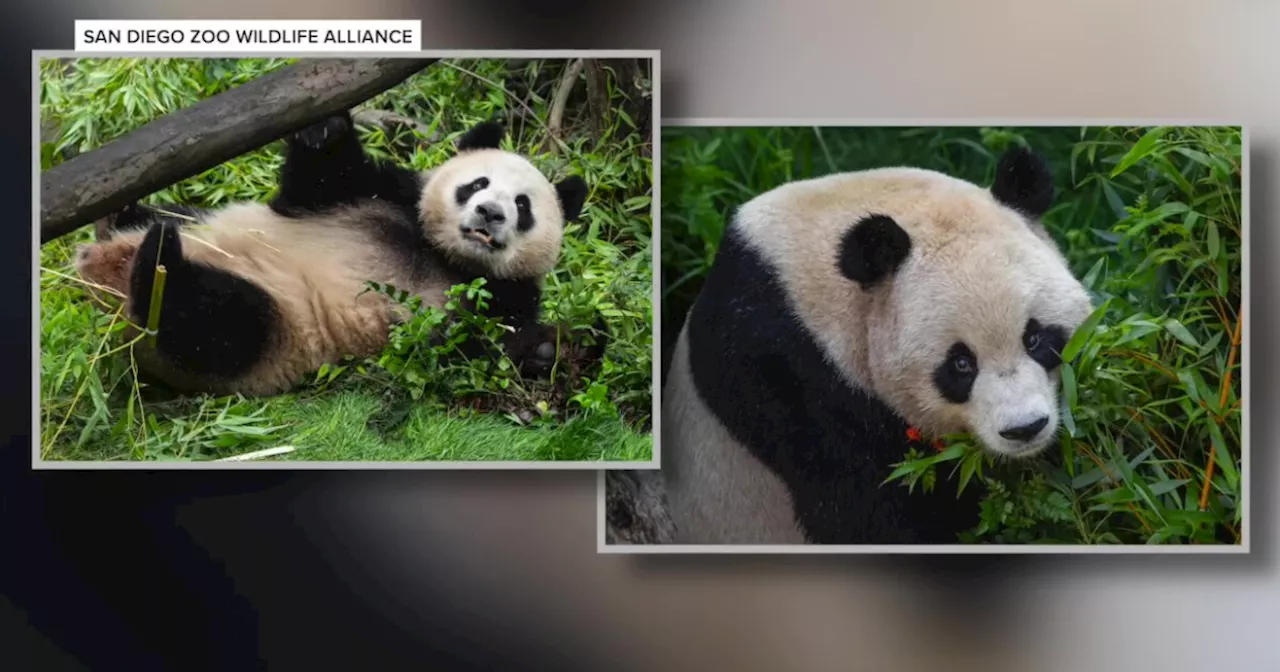 A first look at the new pandas at the San Diego Zoo