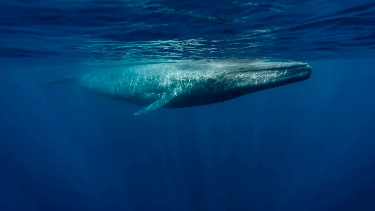 Largest animal on Earth seen off the coast of Massachusetts in rare double sighting