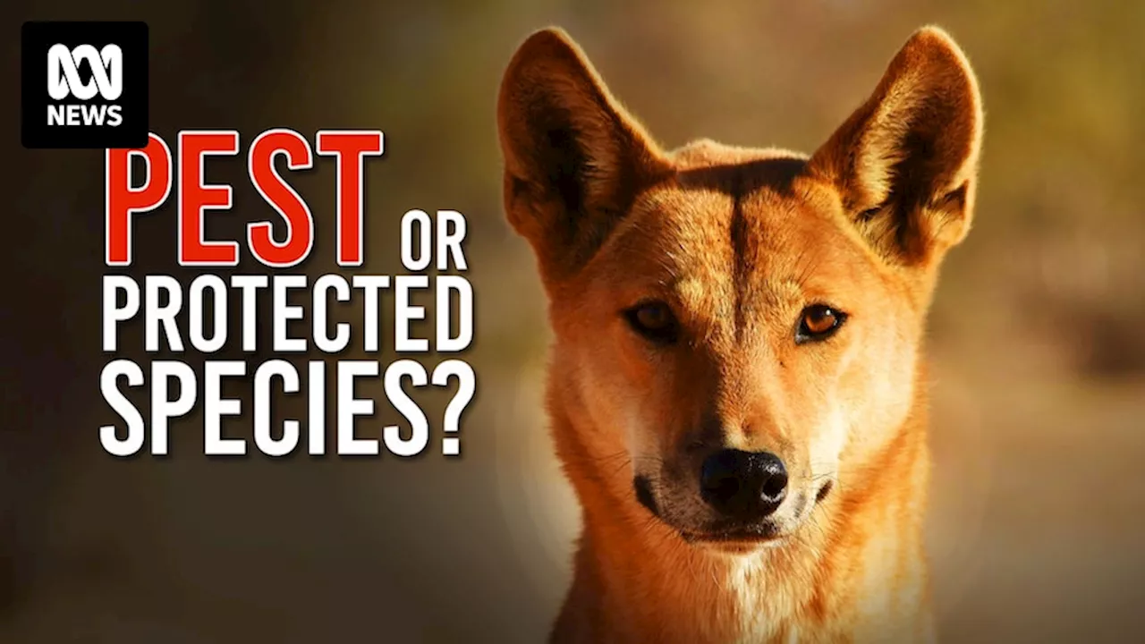 Are dingoes precious native wildlife, or a pest?