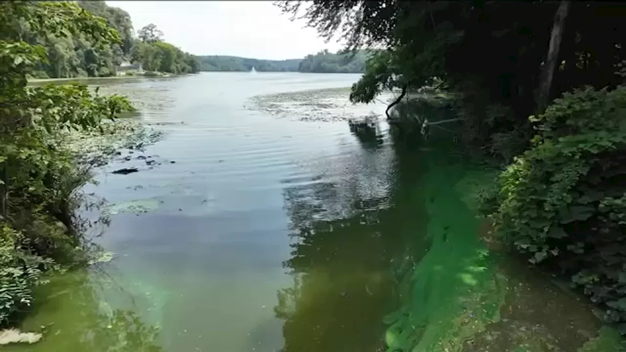 Westchester health department shuts down 2 Mohegan Lake beaches due to harmful algae