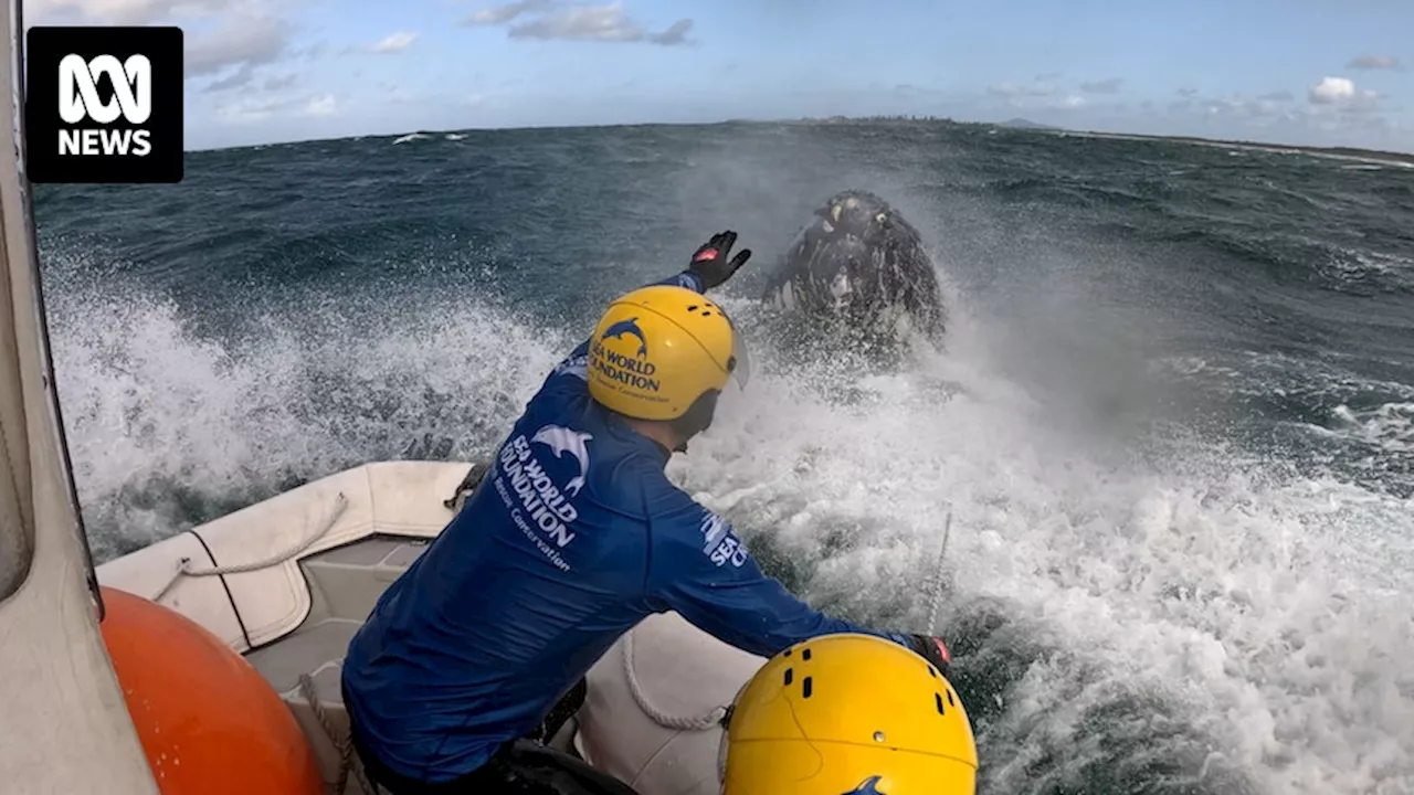 Divers pull off dramatic rescue of whale 'anchored to the ocean floor' at Iluka off NSW North Coast