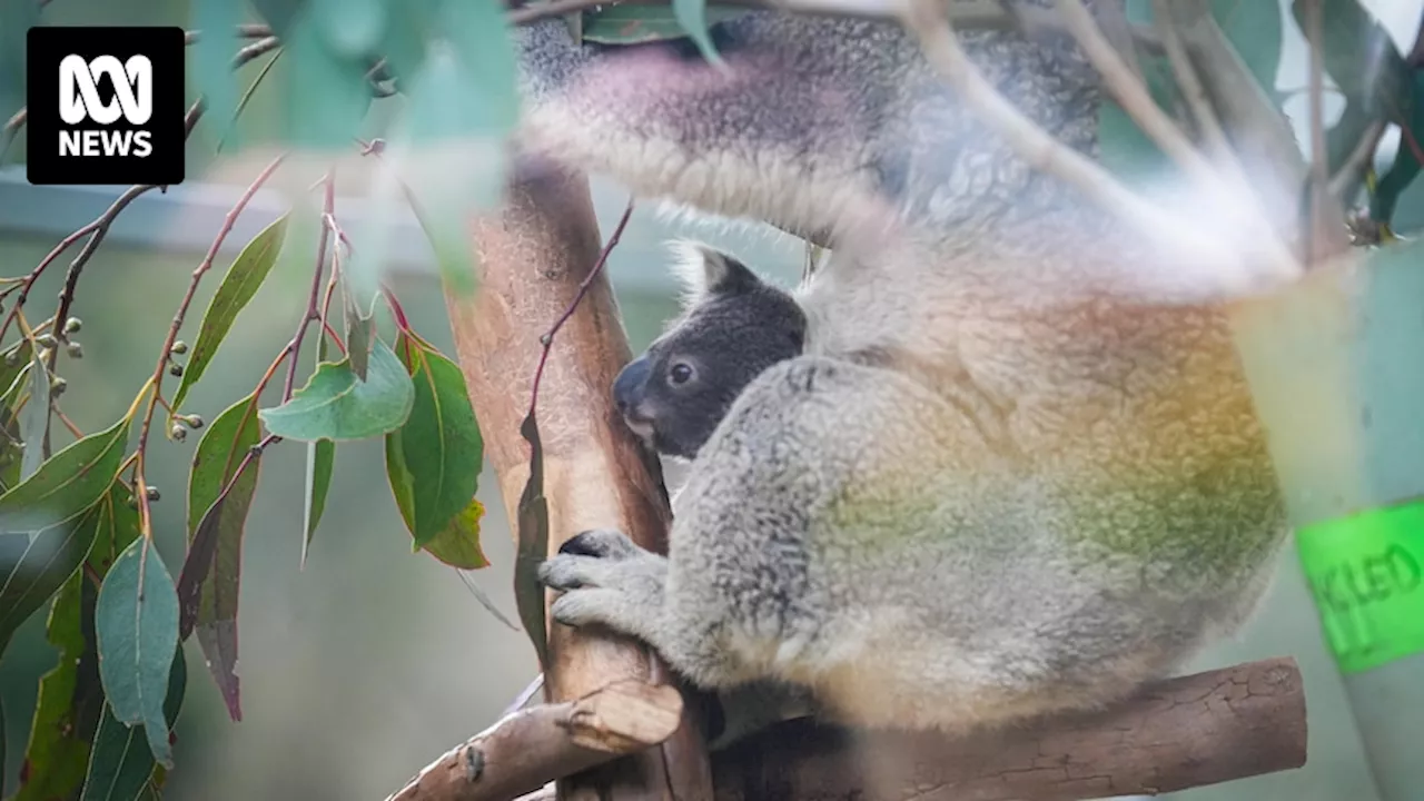 Endangered koala joey born through breeding program at National Zoo and Aquarium in Canberra