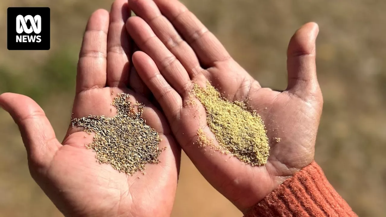 Native grain milling enterprise on Sunshine Coast hopes to empower First Nations people