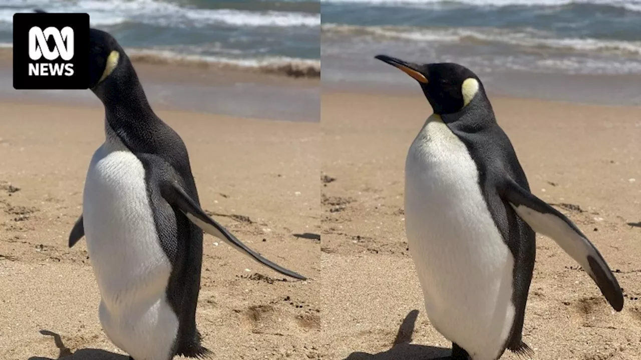 SA Museum retains king penguin remains after bird spotted at Coorong, Eyre Peninsula