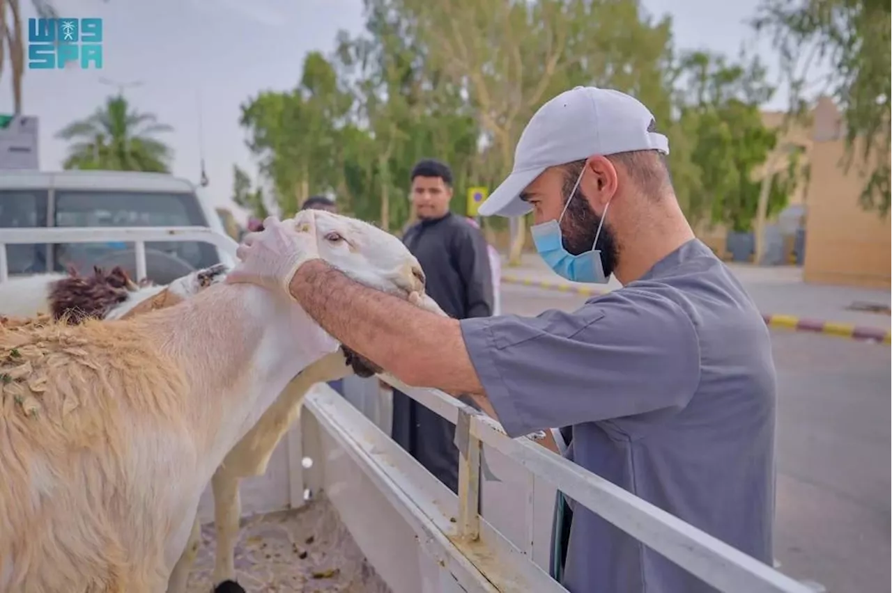 إرشاد لمربي الماشية بجازان