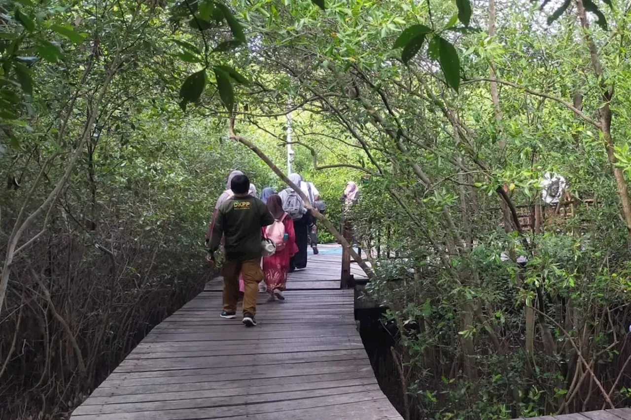 Pemkot Surabaya catat Kebun Raya Mangrove dikunjungi 43.000 wisatawan