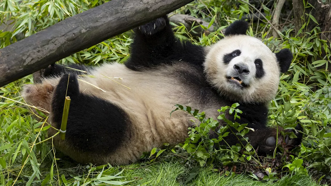 Pair of giant pandas from China acclimating to new home at San Diego Zoo