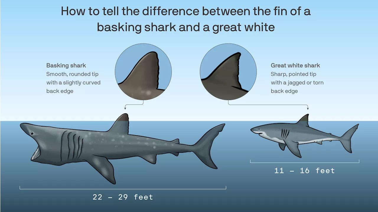 Identi-fin-cation: basking shark or great white?