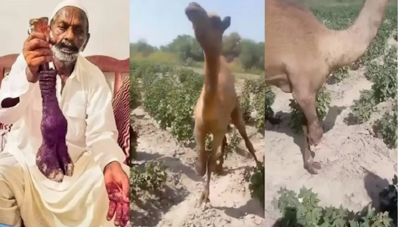 Accused involved chopping off of camel’s leg in Sanghar granted bail