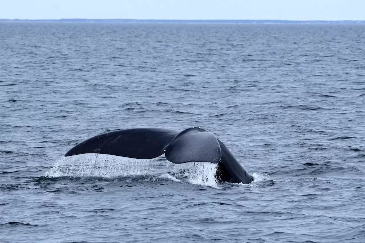 Whale rescue teams hoping to disentangle right whale in St. Lawrence Estuary