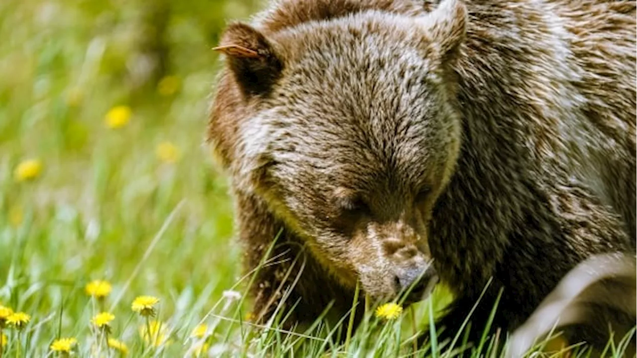 Certain 'problem' grizzly bears can now be hunted in Alberta