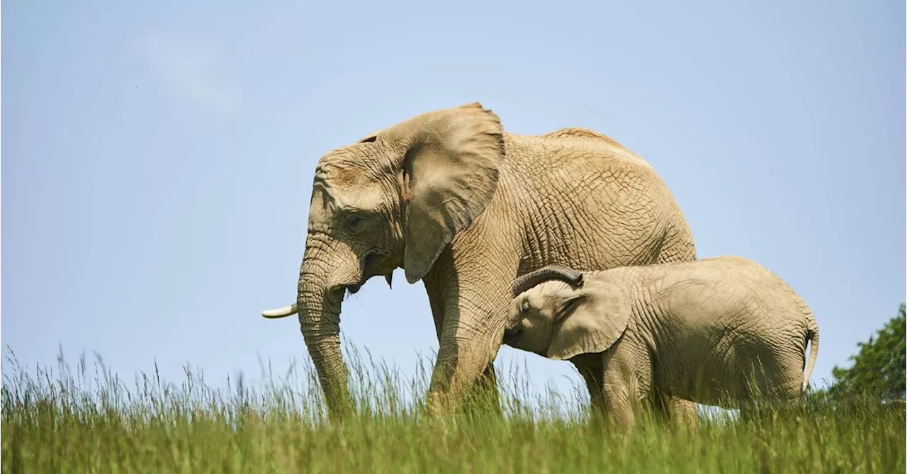 Spanischer Tourist in Nationalpark in Südafrika von Elefant getötet