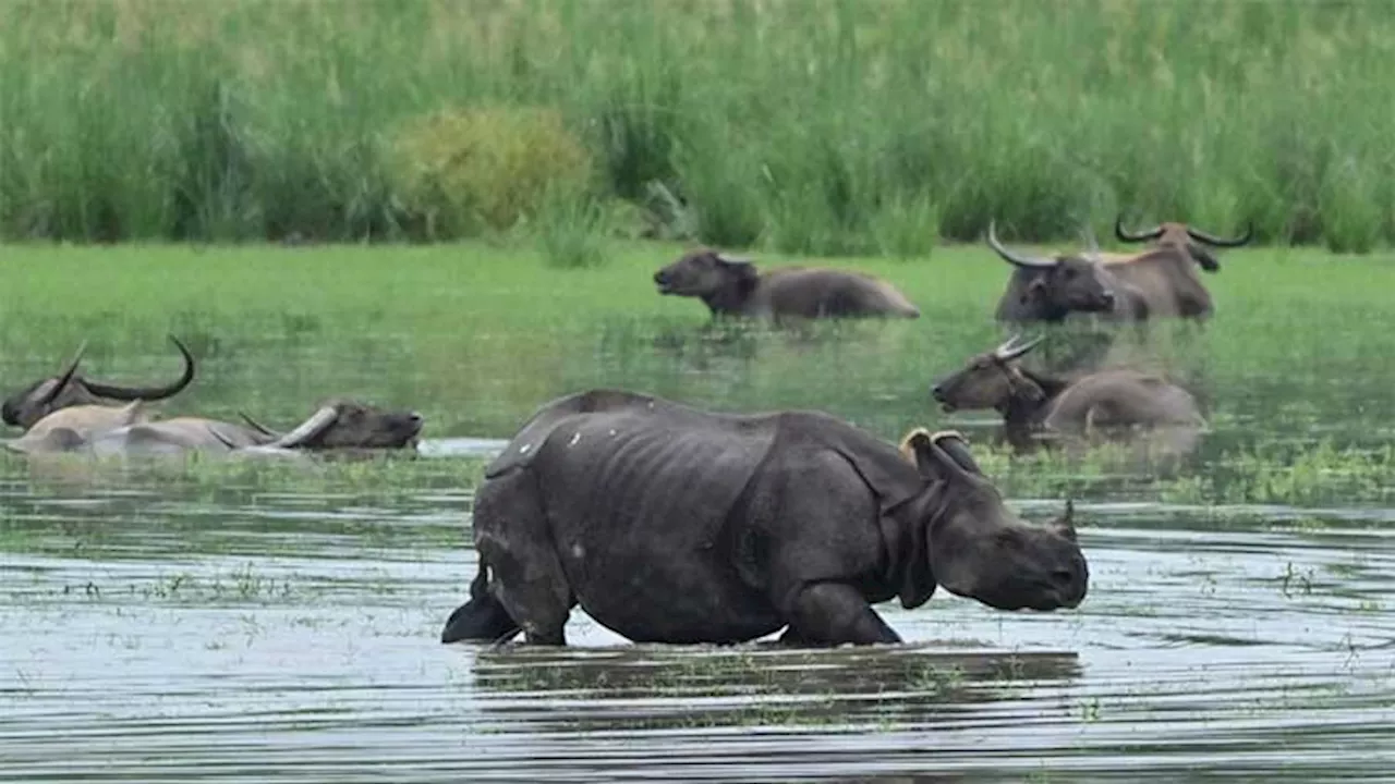 India floods swamp national park, killing six rhinos