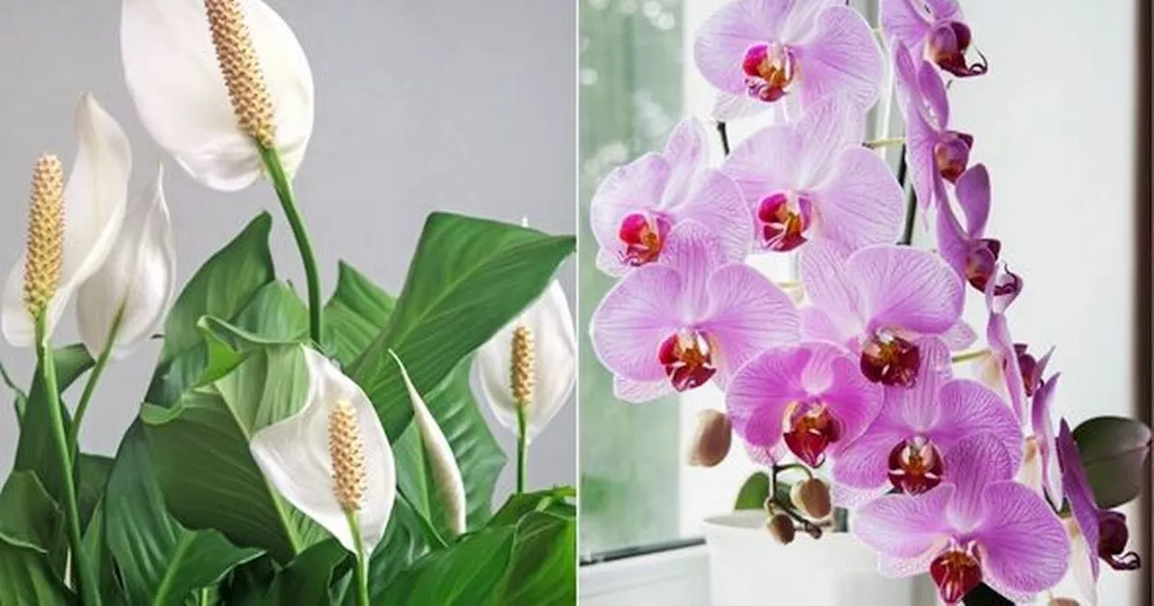 Kitchen scrap makes peace lilies and orchids 'flower better'