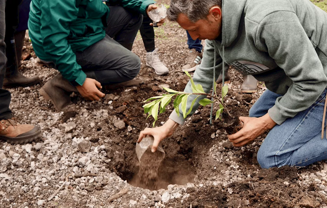 Erradican 99 hectáreas de planta invasora y restauran ecosistemas de Boyacá