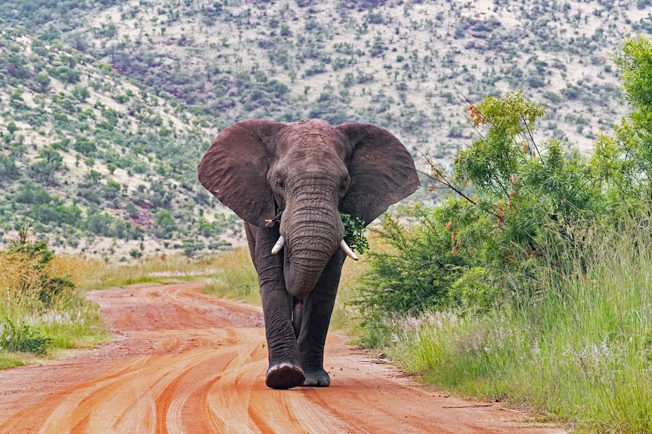 Un turista español muere aplastado en Sudáfrica por un elefante al que se acercó a fotografiar