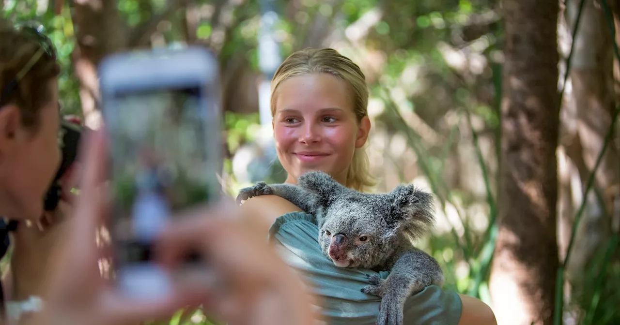 Australien: Koala-Park verhängt Kuschelverbot für Besucher