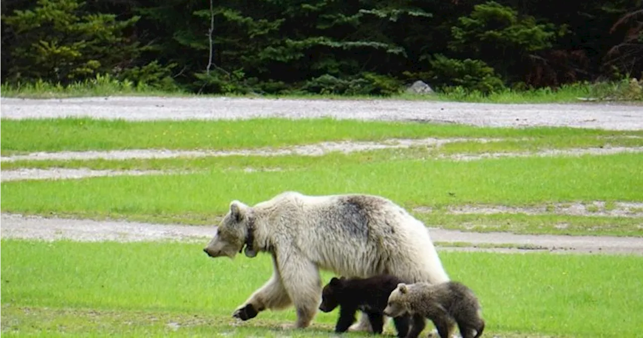 Alberta government creates new wildlife management approach due to ‘problem grizzlies’