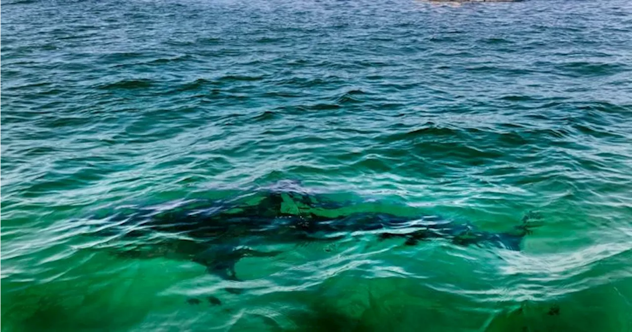 ‘Incredible’ video shows white sharks seen eating dead whale off N.S. coast