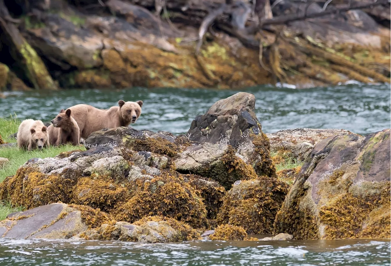 Grizzly bears back in crosshairs as Alberta lifts hunting ban in select cases