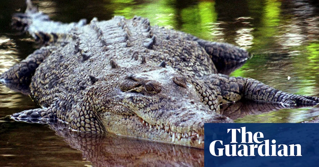 DNA testing could be used to detect elusive crocodiles, Queensland officials say