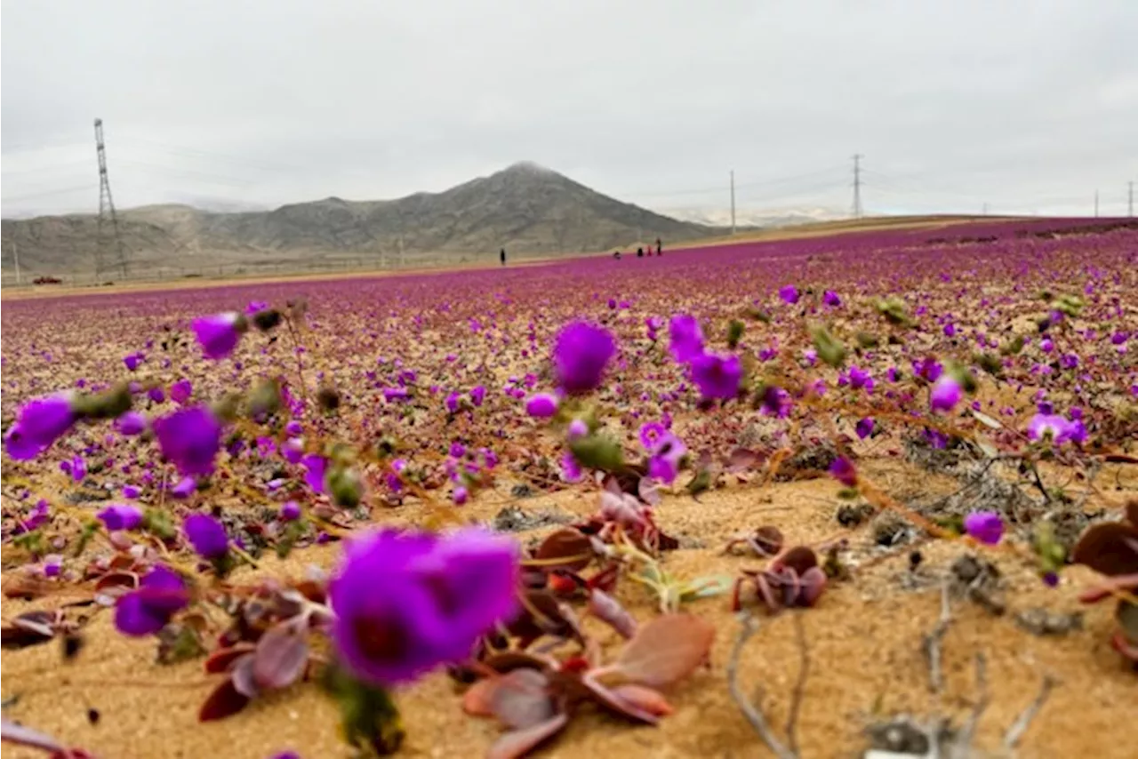 De droogste woestijn ter wereld staat in bloei