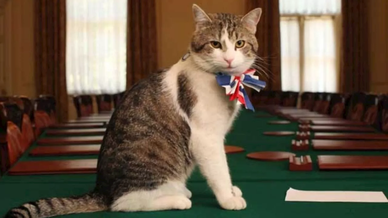 ¿Quién es Larry, el gato del Primer Ministro de Reino Unido?