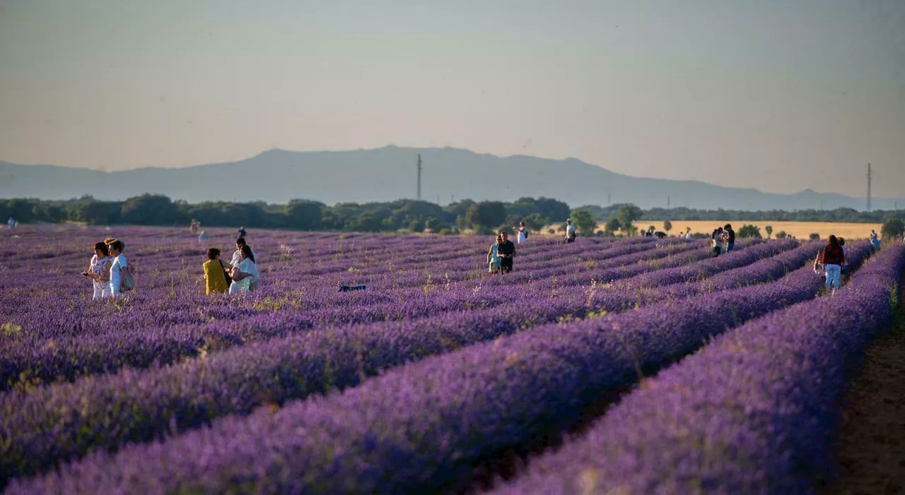 Spagna, turisti visitano i campi di lavanda in fiore a Brihuega