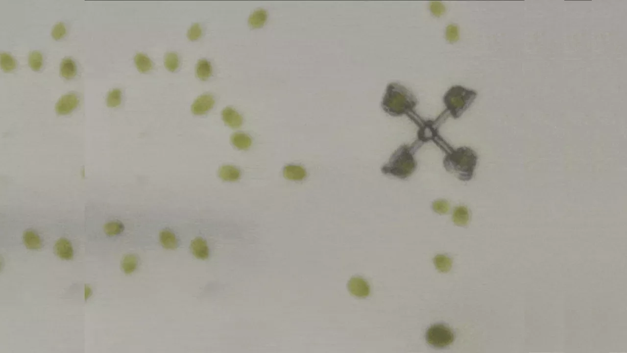 Algae on wheels: Scientists build plant-powered ‘scooters’ for micro research