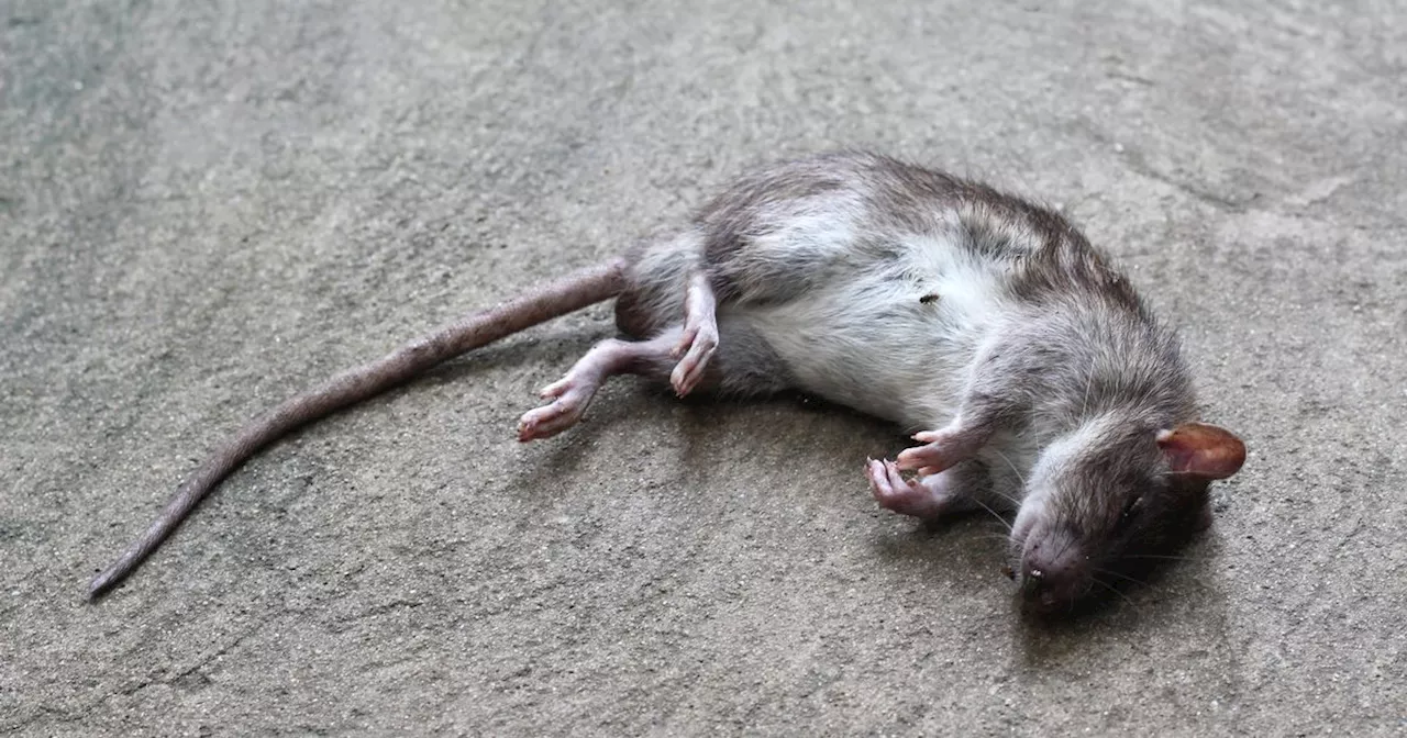 Dead mice found in creche amid 7 enforcement orders on food businesses in June