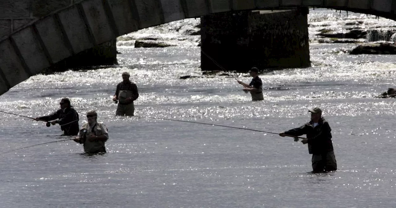 Wild salmon are an Irish icon. Now they’re almost gone