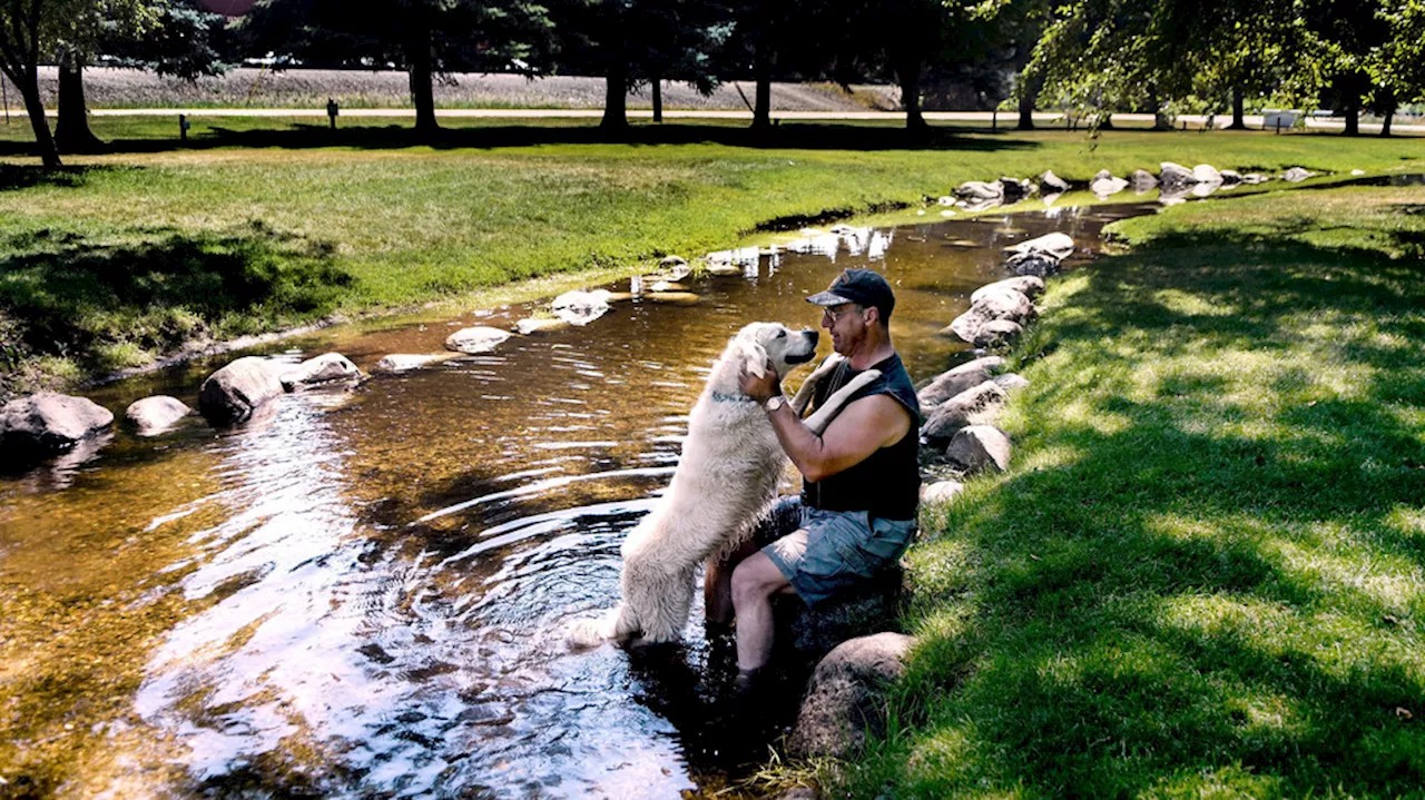 Here's how to keep your pets safe during a heat wave