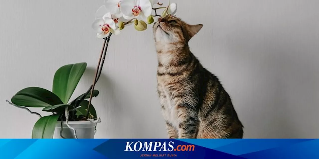 Apakah Tanaman Anggrek Beracun bagi Kucing?