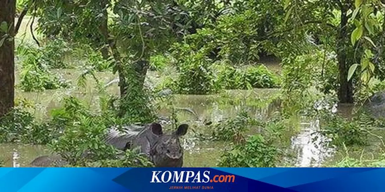 Banjir Terjang Taman Nasional Kaziranga India, 131 Hewan Liar Mati, Termasuk 6 Badak