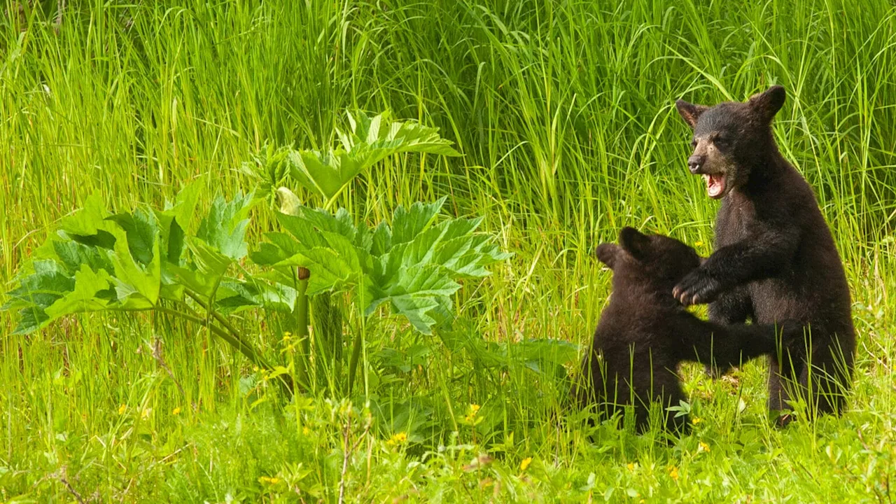 Lingít Word of the Week: S’eek — black bear