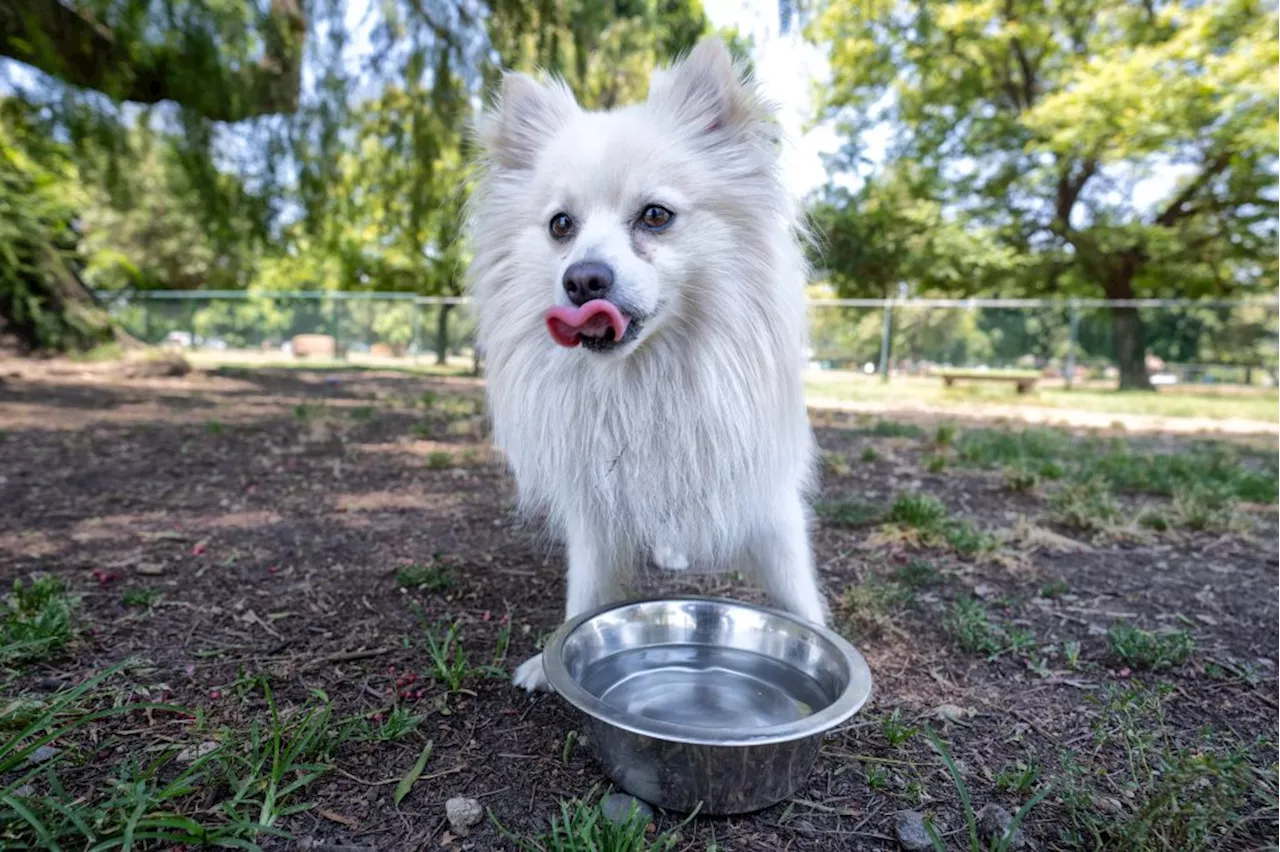 Stay safe, Southern California, it’s doggone hot out there