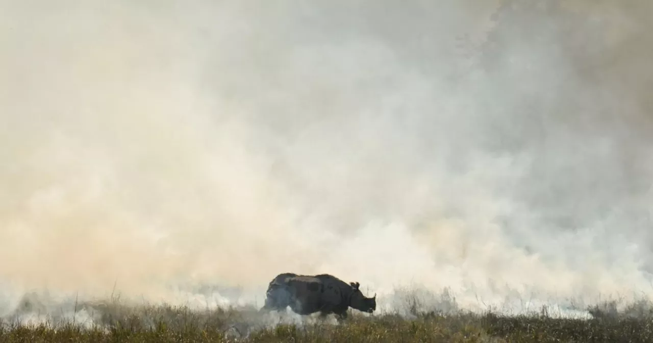 Inde: six rhinocéros tués dans l’inondation d’un parc national