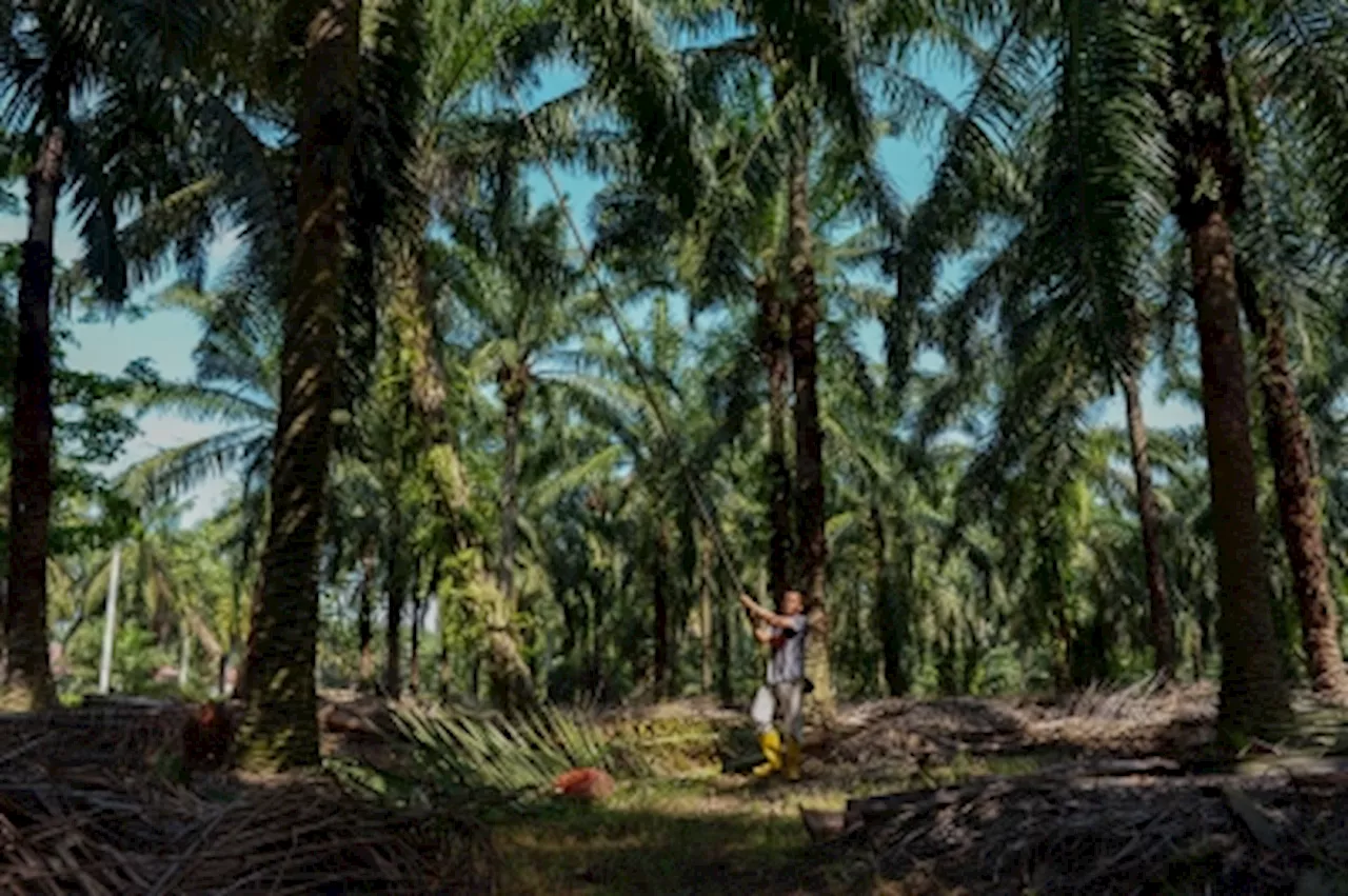 Indonesian court acquits former official in grisly palm oil slavery case