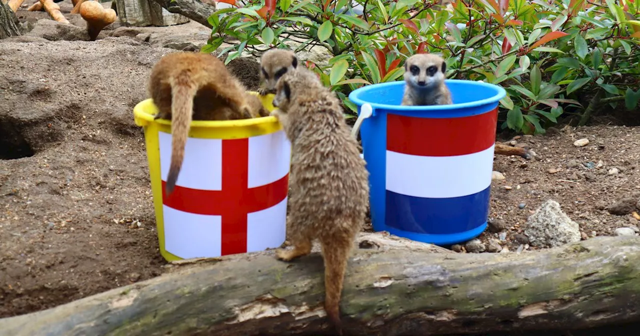 Meerkats 'predict' England will beat Netherlands in Euro 2024 semi-final