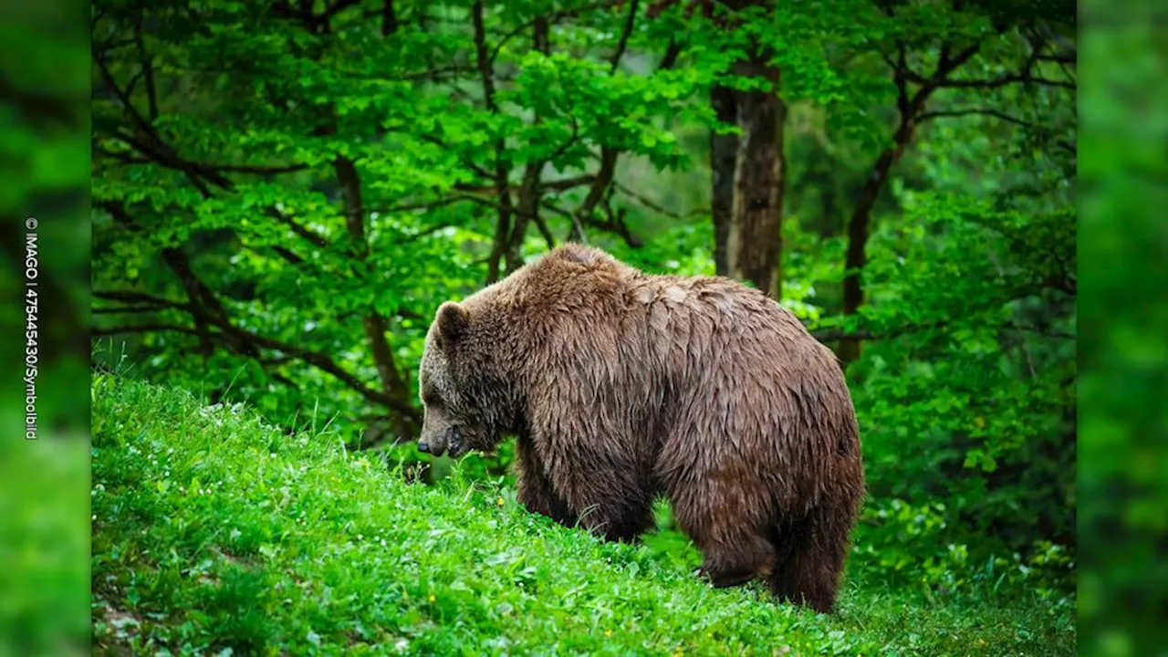 Bär in Norditalien aufgenommen: Wanderer teilt Moment – der Einheimische jedoch besorgt