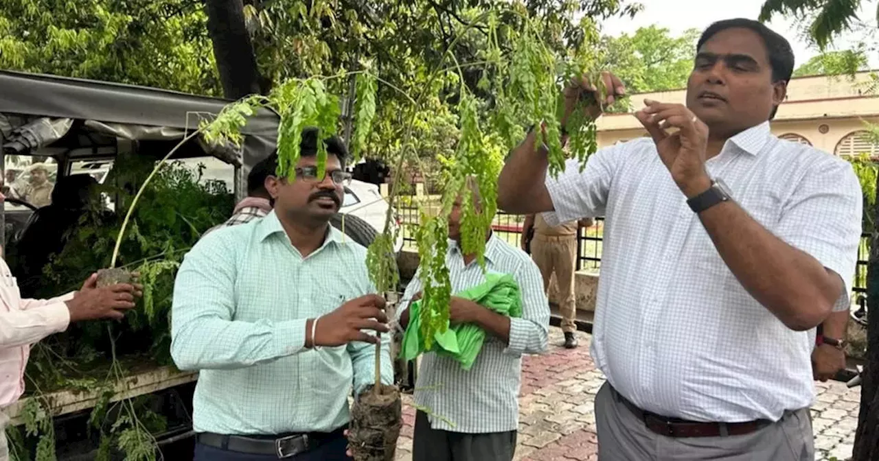 पौधे लगाइए, फोटो खिंचाइए और भूल जाइए... खानापूर्ति बना देवरिया का वृक्षारोपण अभियान, रखरखाव बिना सूखी हरियाली