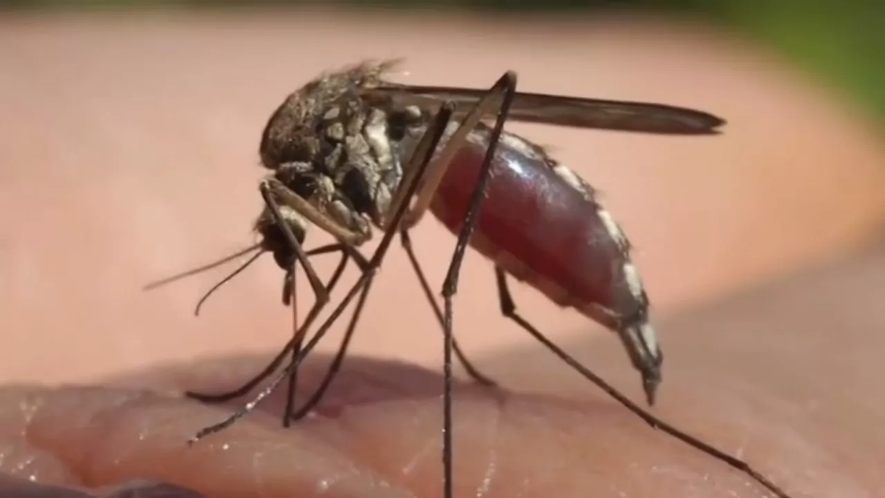 For first time this year, West Nile virus found in Orange County mosquitos