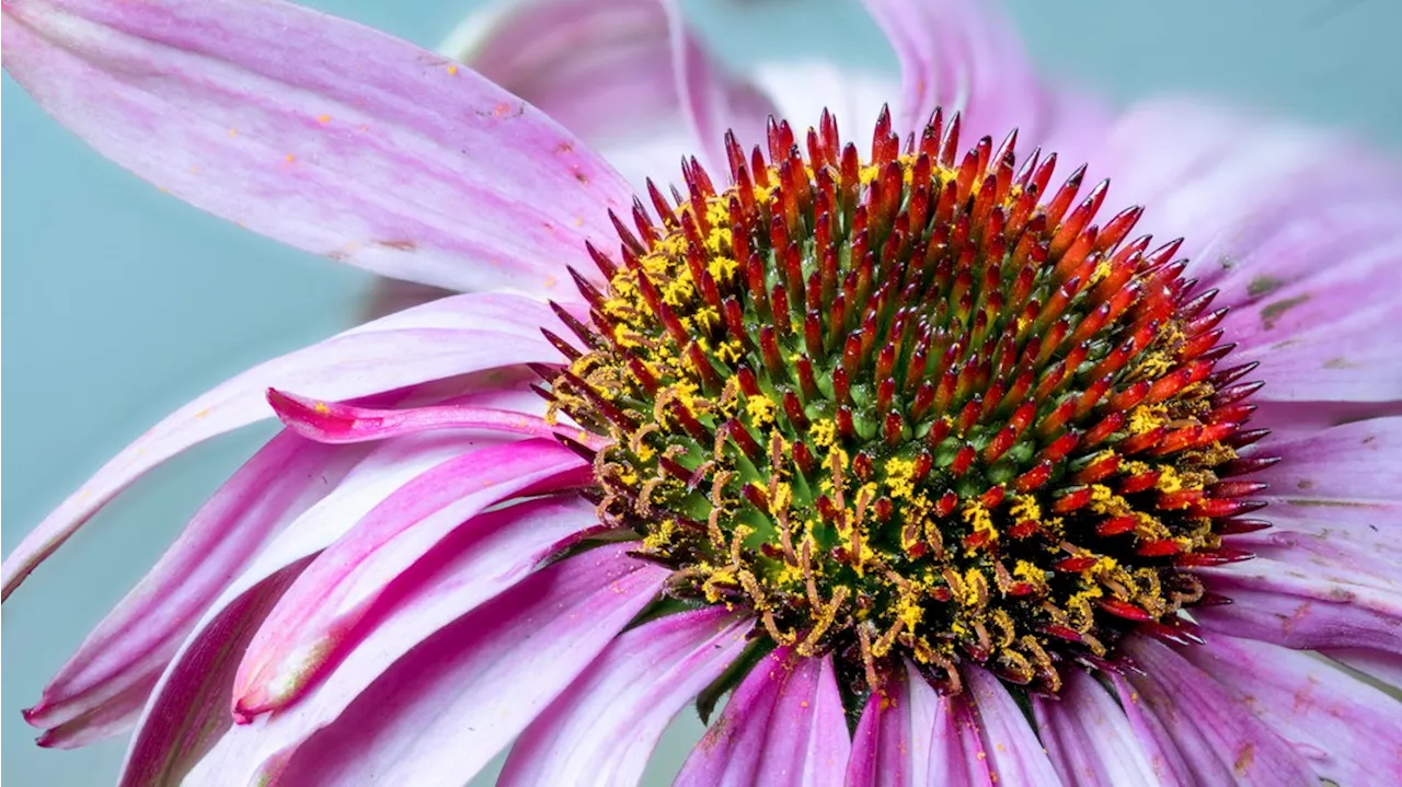 Echinacea: Die Wirkung von Tropfen, Tee und Saft