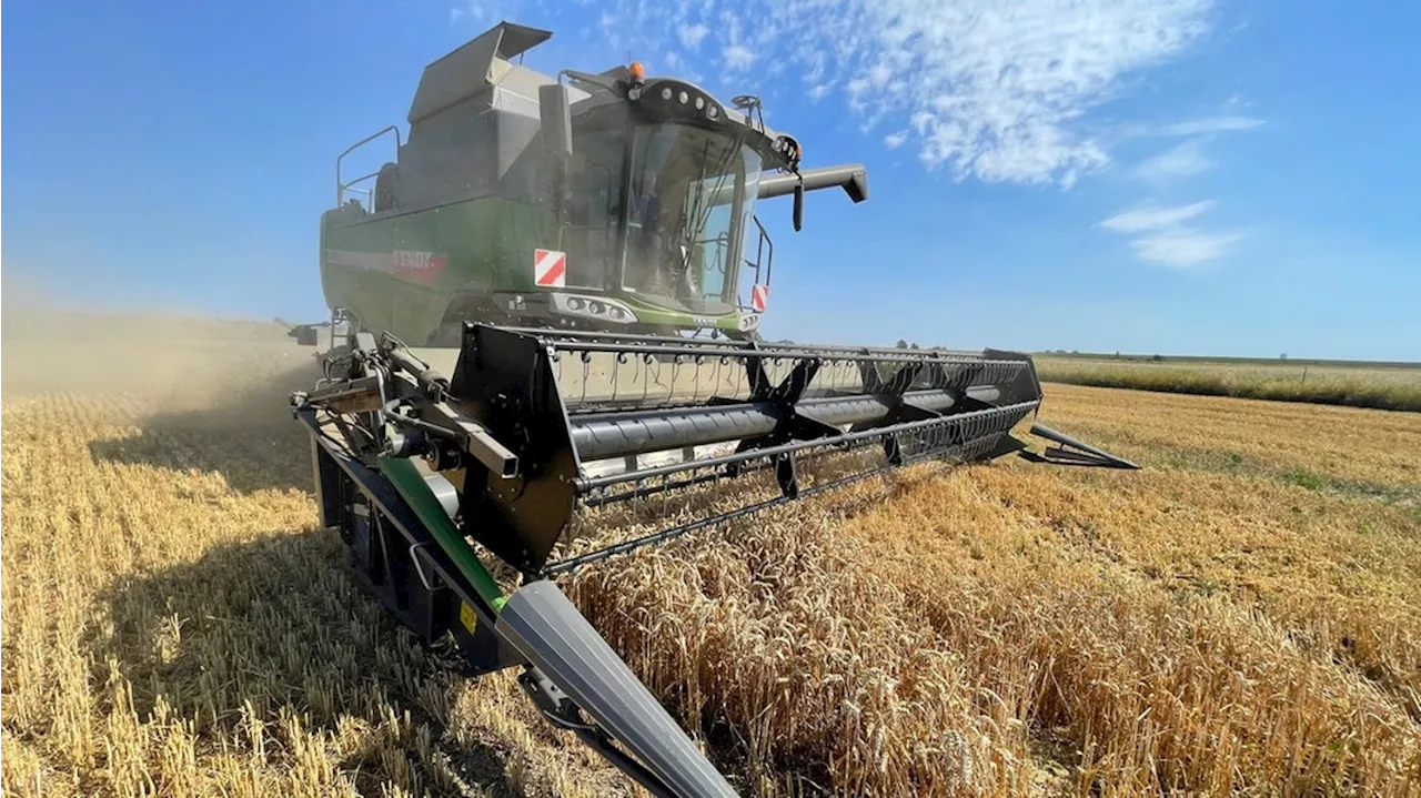 Landwirte enttäuscht: Ernte in MV schlechter als erhofft