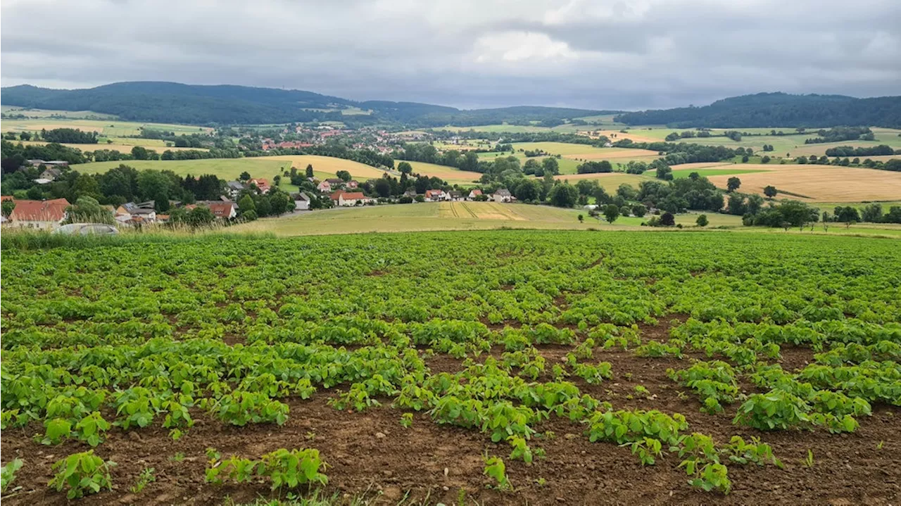 Modellregionen sollen Öko-Landbau in Niedersachsen stärken