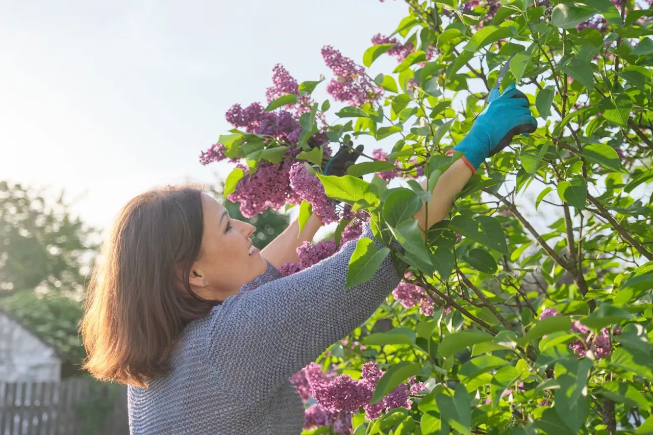 Prune these plants before mid-July – or they won’t survive until August