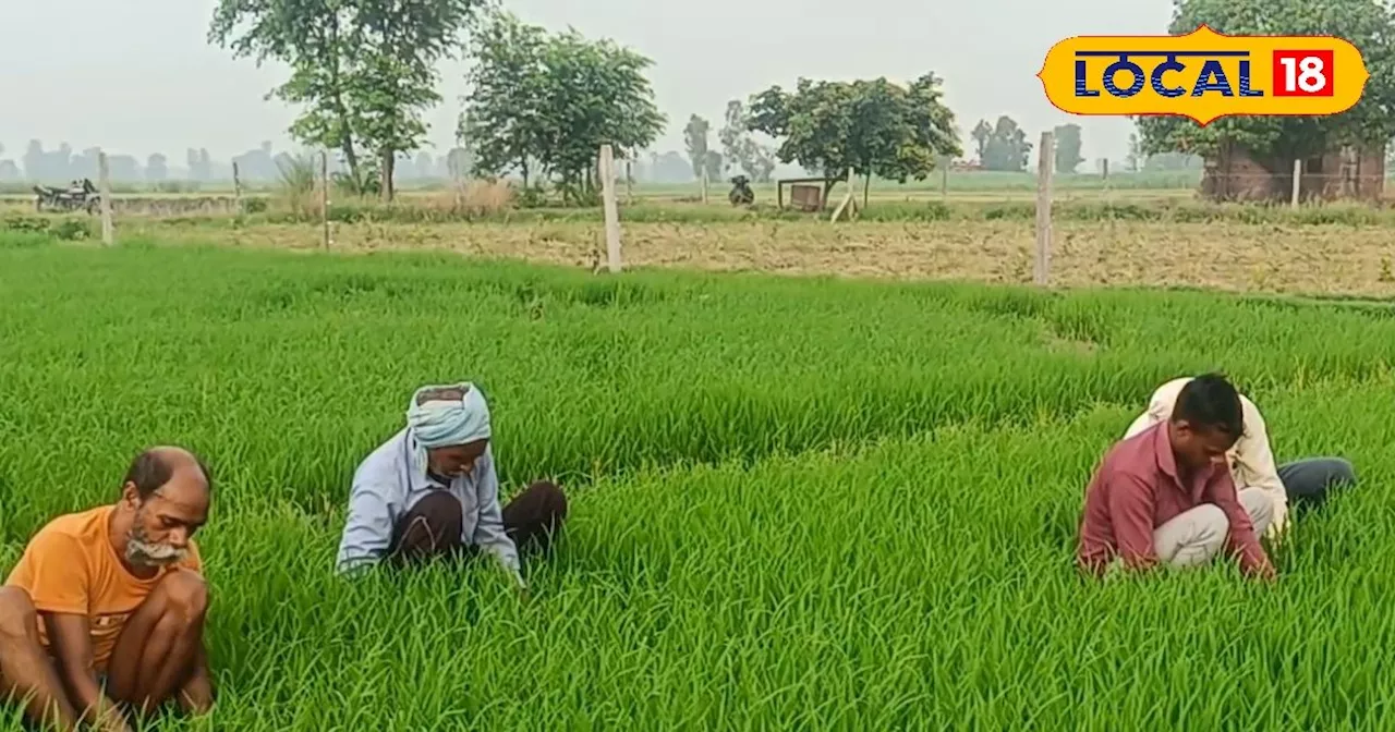 धान की रोपाई : अगले 25 दिनों तक इन 7 स्टेप को करें फॉलो...बंपर होगा उत्पादन